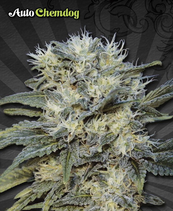 Auto Chemdog – Auto Seeds