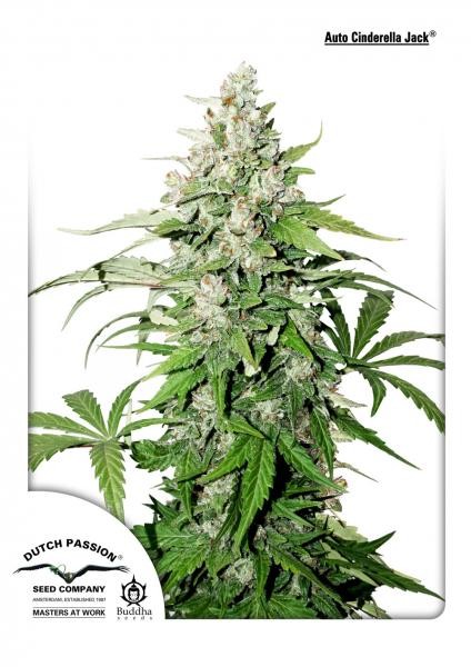 Auto Cinderella Jack - Dutch Passion