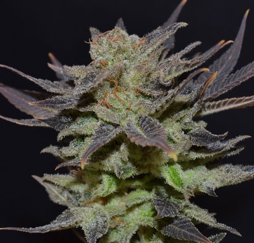 Auto Lavender CBD Seeds