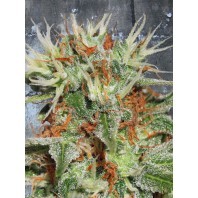 Auto Mary Jane – Ministry Seeds