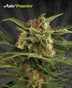 Auto Pounder With Cheese – Auto Seeds