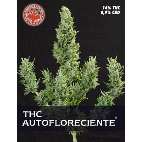 comprar semillas thc autoflorecientes de pure seeds