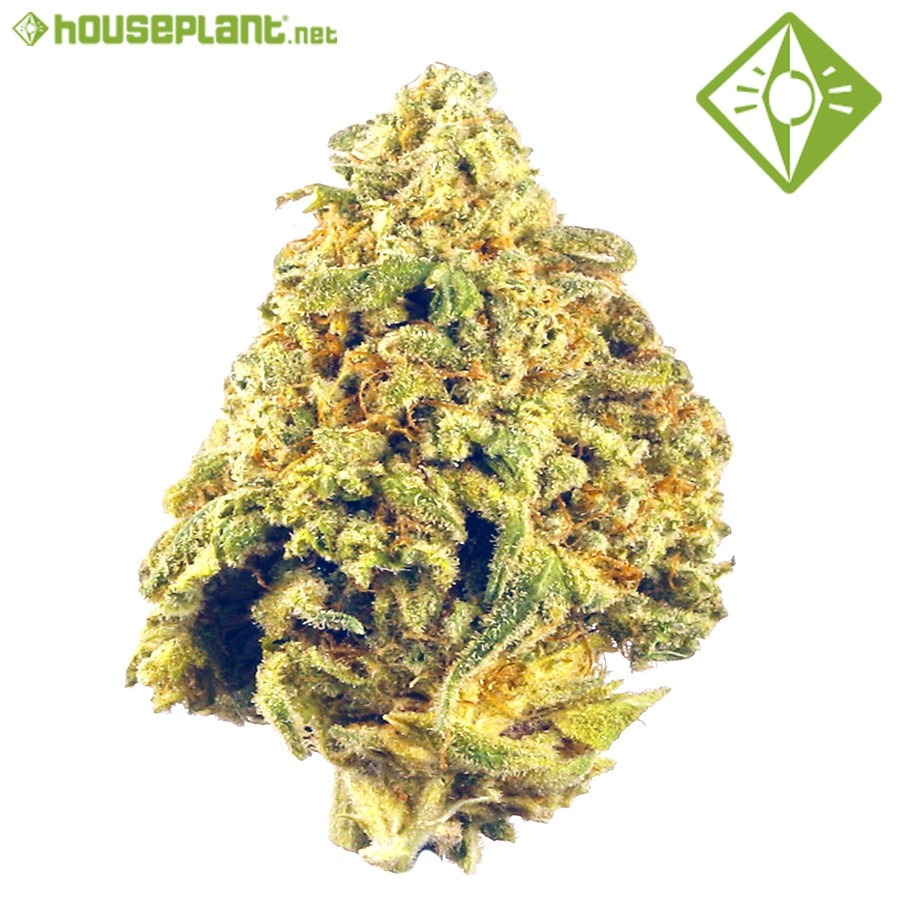 Auto Maxi Haze - Houseplant Seeds