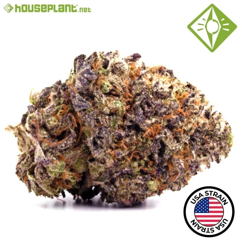 AUTO TROPICANA COOKIES. - Houseplant Seeds - 27% THC