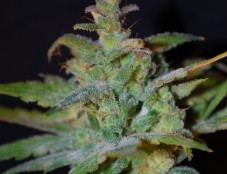 Auto AK – Female Seeds