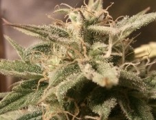 Auto Bubble – Female Seeds