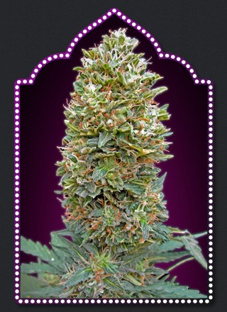 Auto Bubble Gum – 00 Seeds