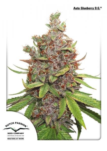 Auto Glueberry O.G. - Dutch Passion