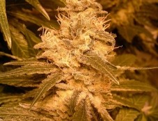 Auto Kush – Female Seeds