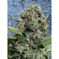 Autopilot XXL – Ministry Seeds