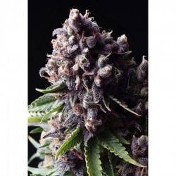 Auto Purple – Pyramid Seeds