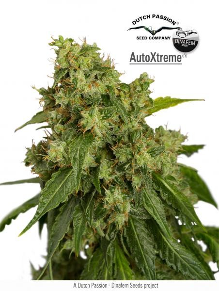 AutoXtreme - Dutch Passion