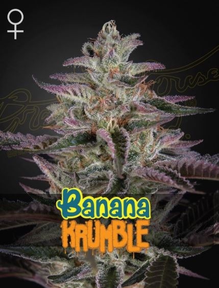Banana Krumble - Green House Seeds