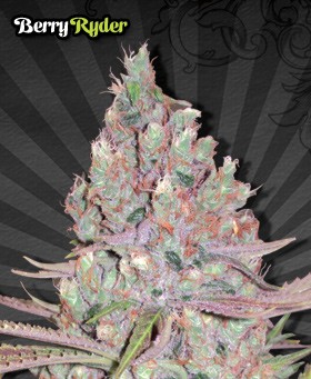 Berry Ryder – Auto Seeds