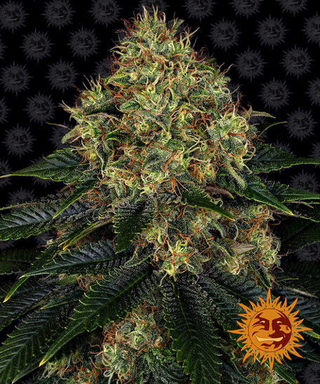 Skywalker OG Auto - Barney´s Farm 