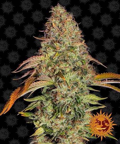 Zkittlez OG Auto - Barney´S Farm