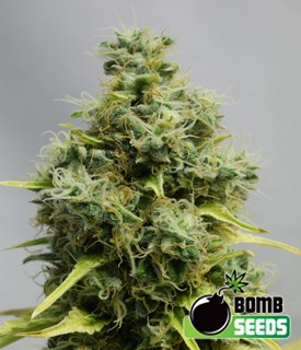 Big Bomb – Bomb Seeds