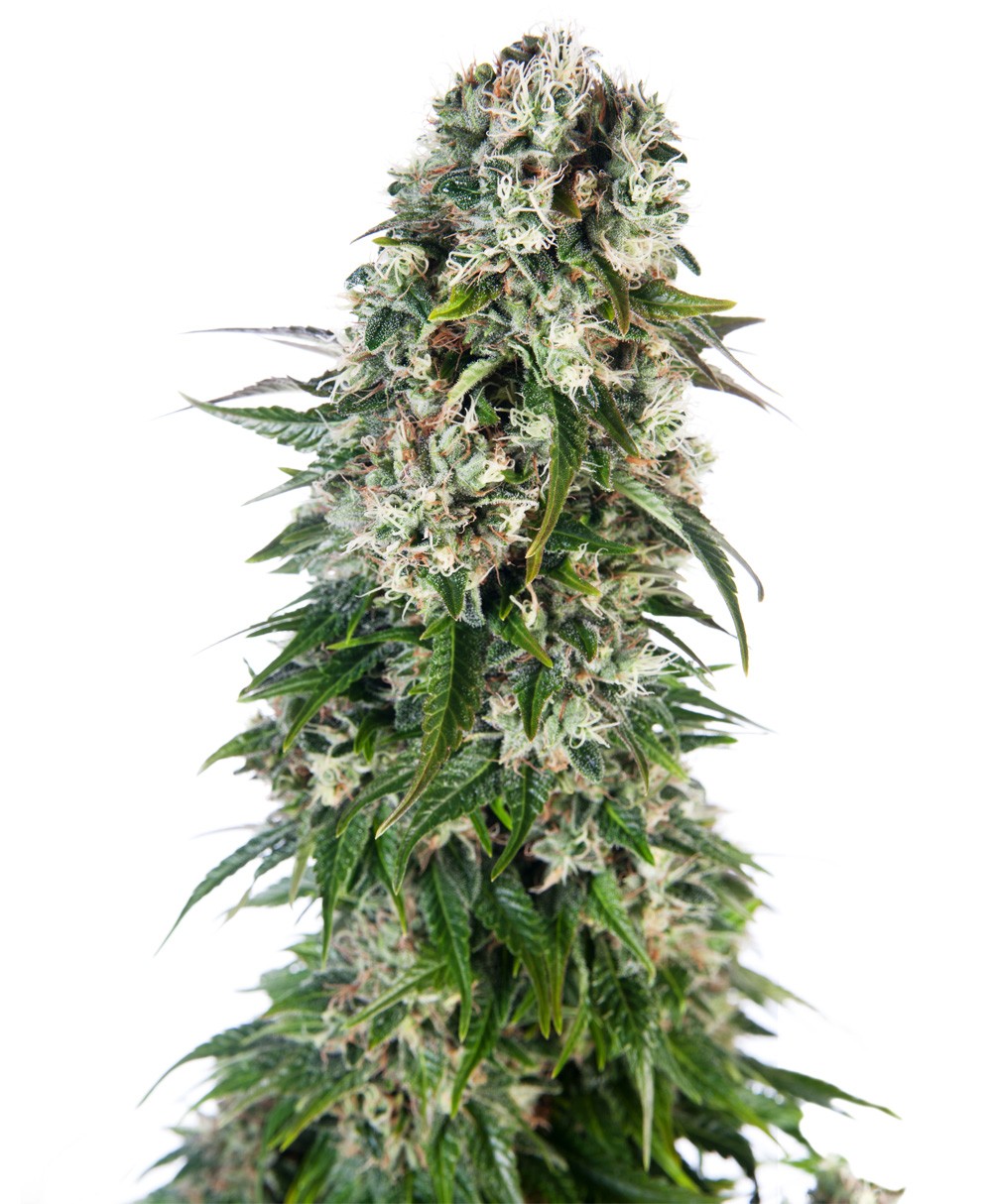 Big Bud Auto - Sensi Seeds