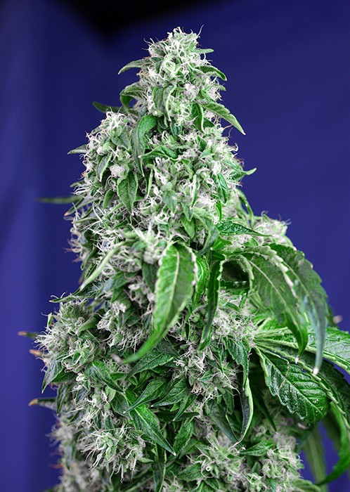 Big Devil F1 Fast Version Sweet Seeds