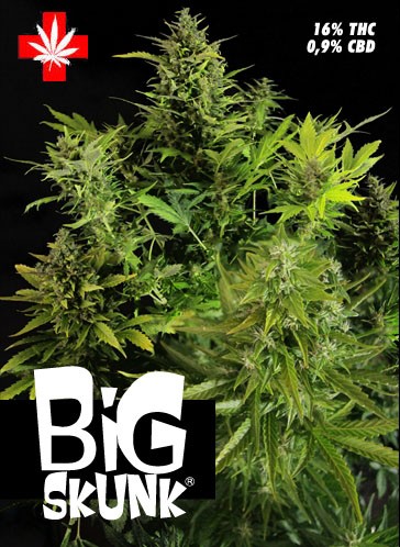 Big Skunk – Pure Seeds