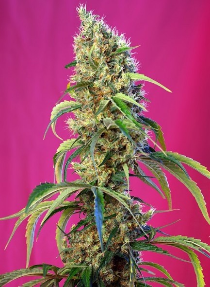 comprar semillas black jack cbd de sweet seeds