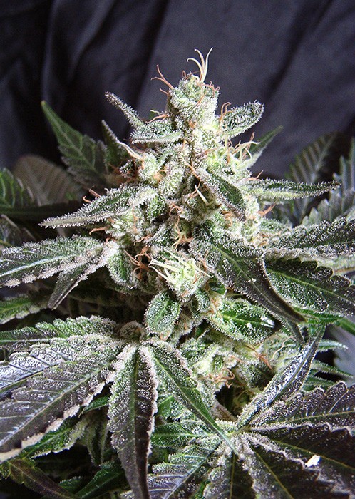 Black Jack Sweet Seeds