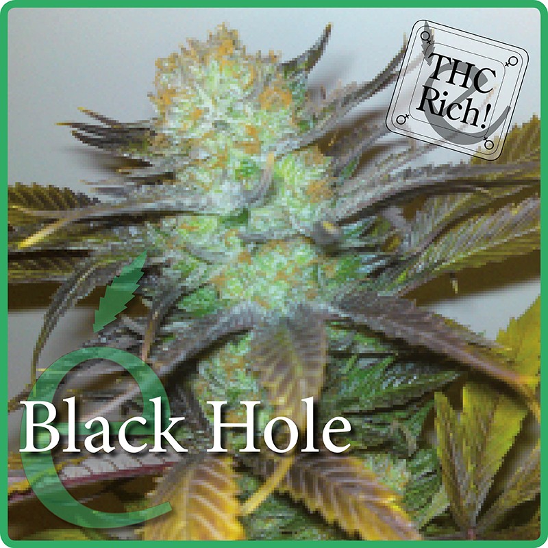 Black Hole – Elite Seeds