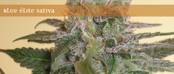 Blue Elite Sativa – Elite Seeds