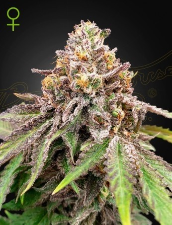 Blue Haze x Gelato 41 Auto – Green House Seeds