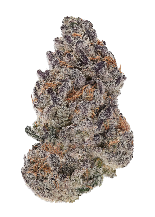 Bob 87 – Purple City Genetics - 10 Semillas Feminizadas