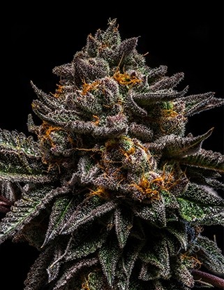 comprar semillas brain cake de rippe seeds