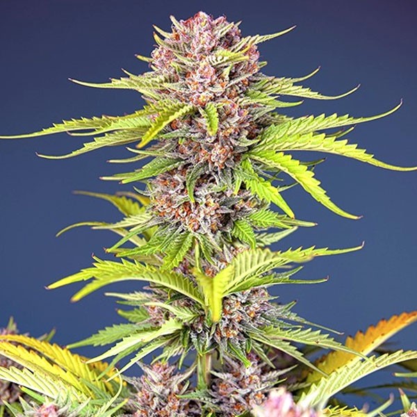 Mimosa Bruce Banner XL Auto - Sweet Seed