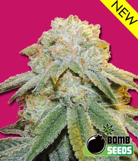 Bubble Bomb – Bomb Seeds