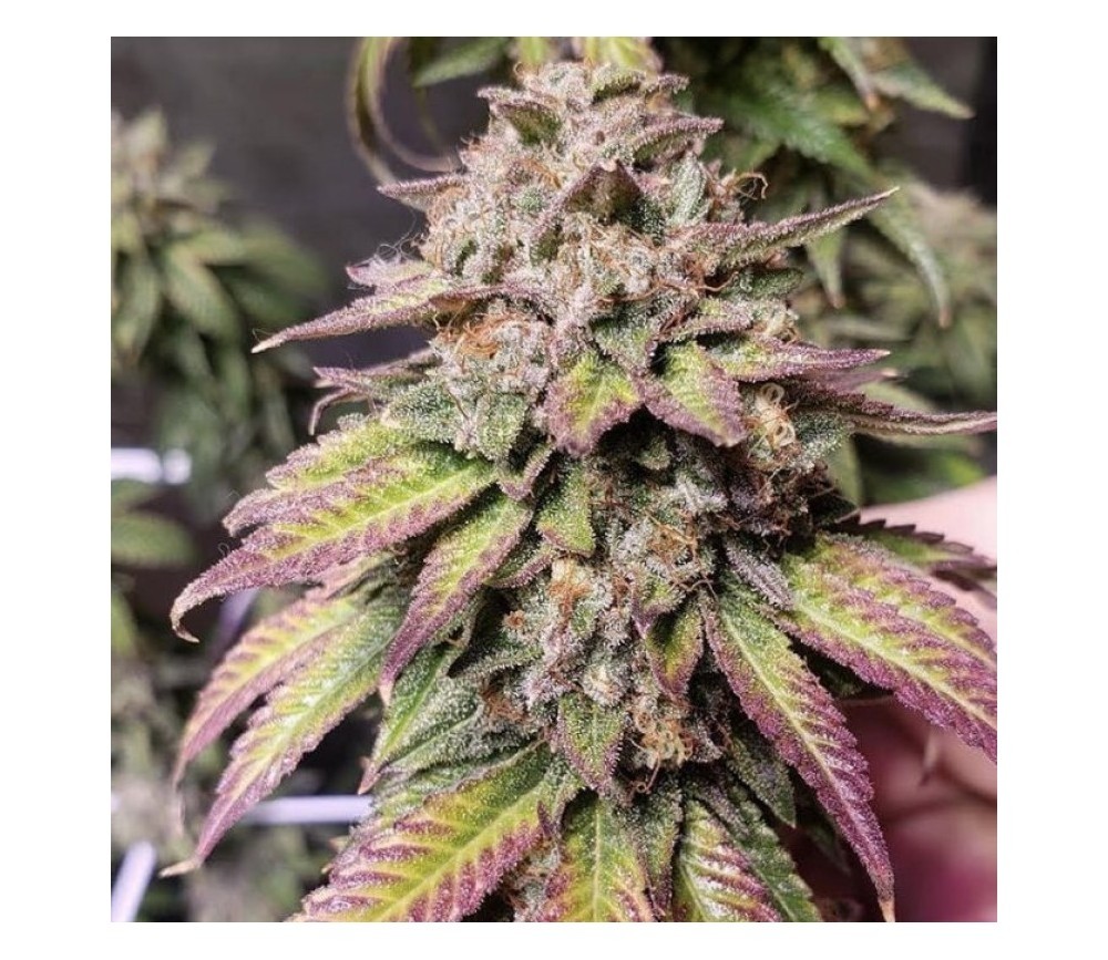 The Bridge - Purple City Genetics - 10 Semillas Feminizadas