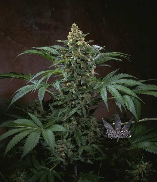 Bubblegum Regular – T.H. Seeds