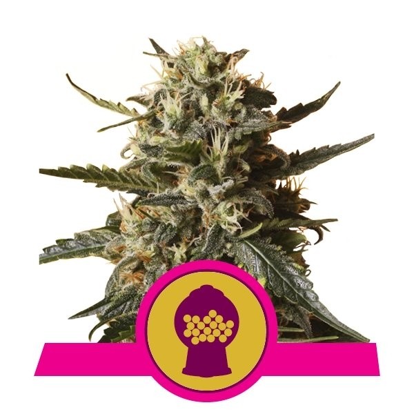 semillas bubblegum xl de royal queen seeds