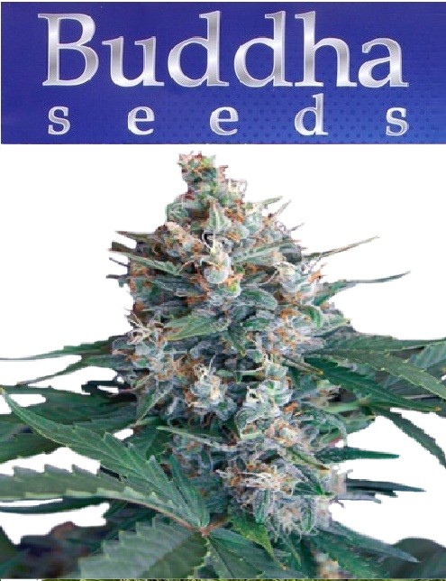 White Dwarf - Buddha Seeds