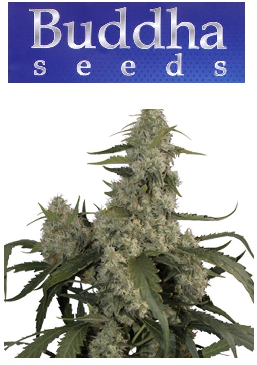 Quasar - Buddha Seeds