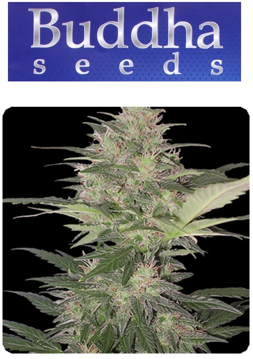 Red Dwarf - Buddha Seeds