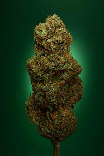 Buddha's Sister – Soma Seeds