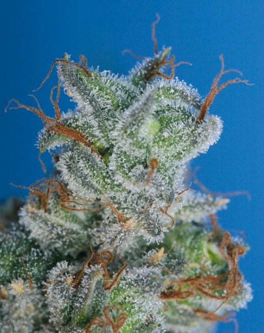 Burmese Kush – T.H. Seeds