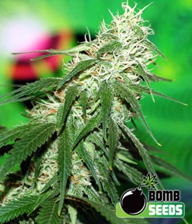 Buzz Bomb – Bomb Seeds