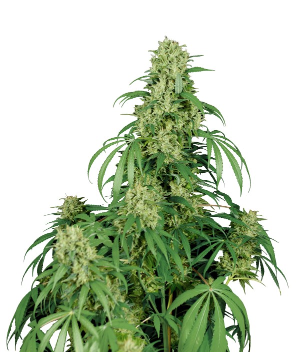 Calamity Jane Auto - Buddha Seeds