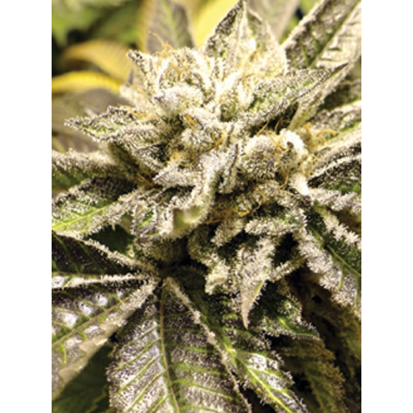 Semillas Canadian Kush Medical Seeds