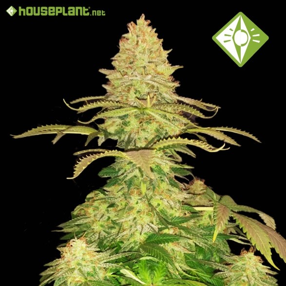 Cannalope Haze - Houseplant seeds