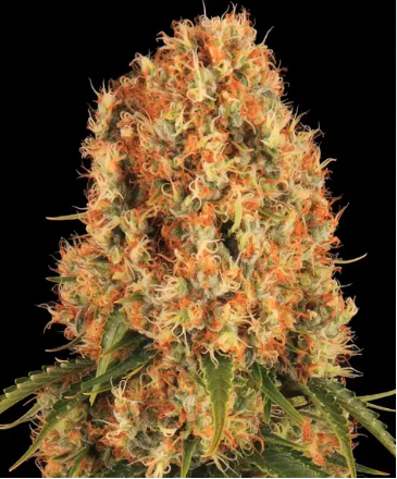 Orange Sherbert – Barney’s Farm