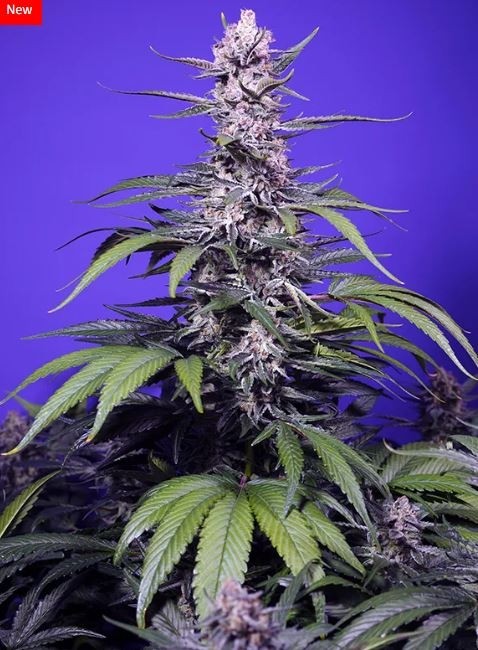 Permanent Marker XL Auto- Sweet Seeds