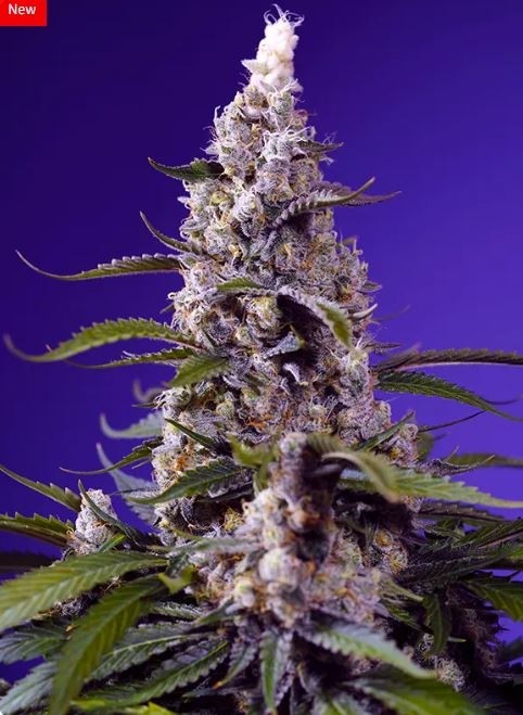 Banana Cream Cake XL Auto - Sweet Seeds