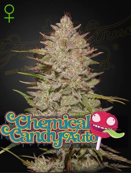 Chemical Candy Auto - Green House Seeds
