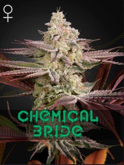 Chemical Bride - Green House Seeds